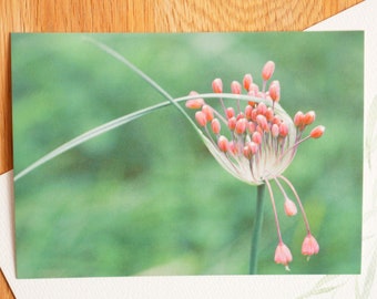 Postcard closed umbel blossom PHOTO P34
