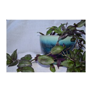 20 Cuttings – Dwarf Bolivian Wandering Jew (Tradescantia Minima / Callisia Repens)