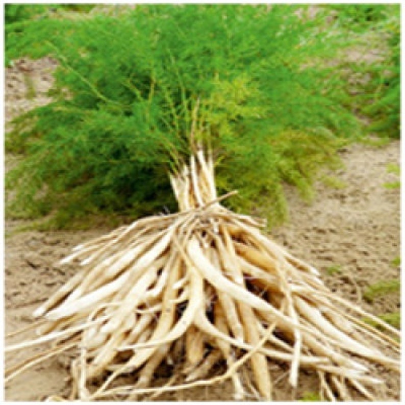 May include: A close-up of a large bundle of asparagus roots, showing the intricate network of white roots. The roots are spread out on a sandy surface, with some green asparagus stalks visible in the background.