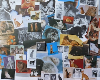 Materiale effimero 20 FOTO DI GATTI Anni '80 Colore Bianco e Nero bellissime interessanti varie foto di gatti premiati Anni '80 a colori e in bianco e nero
