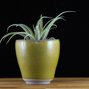 Rolaids Medium Planter