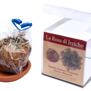 ROSA DI JERICHO selected clean and packaged. image 1