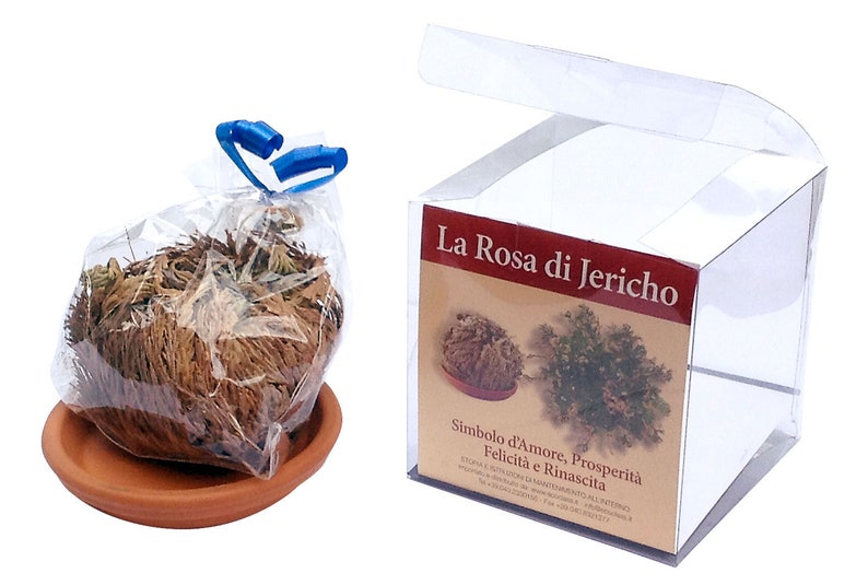 ROSA DI JERICHO selected clean and packaged. image 1