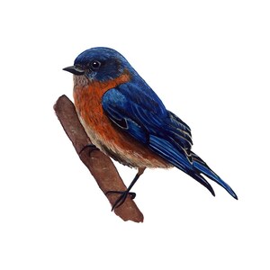 Bluebird - Giclee Print of Original Mixed Media Painting