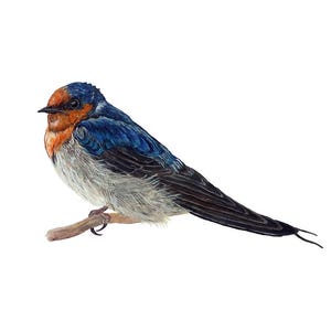 Swallow - Giclee Print of Original Mixed Media Painting