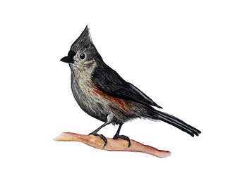Tufted Titmouse - Giclee Print of Original Mixed Media Painting
