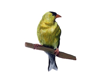 Goldfinch - Giclee Print of Original Mixed Media Painting