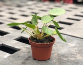 Pilea peperomioides