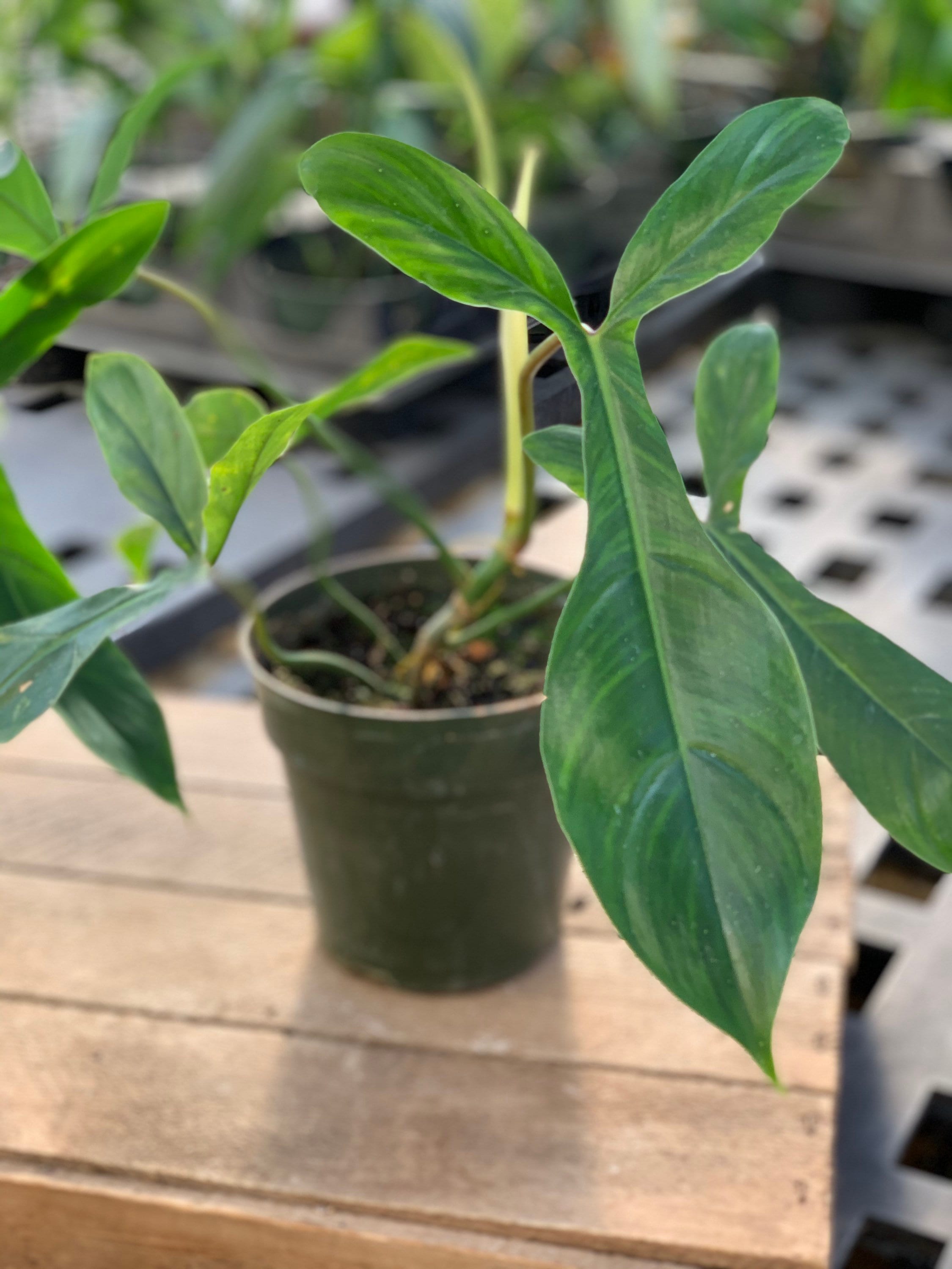 Philodendron 69686 Etsy