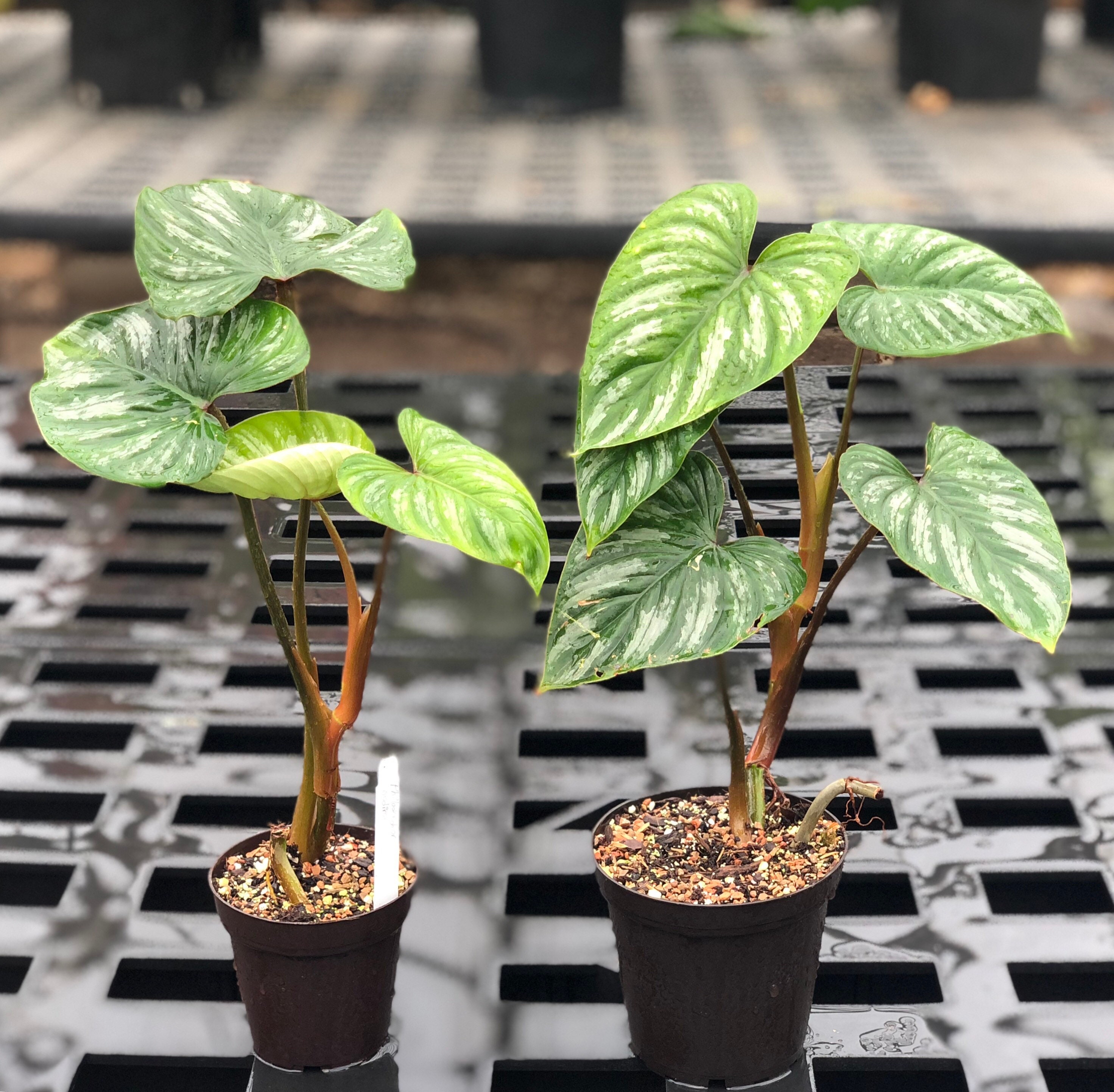 Philodendron Mamei Etsy Singapore