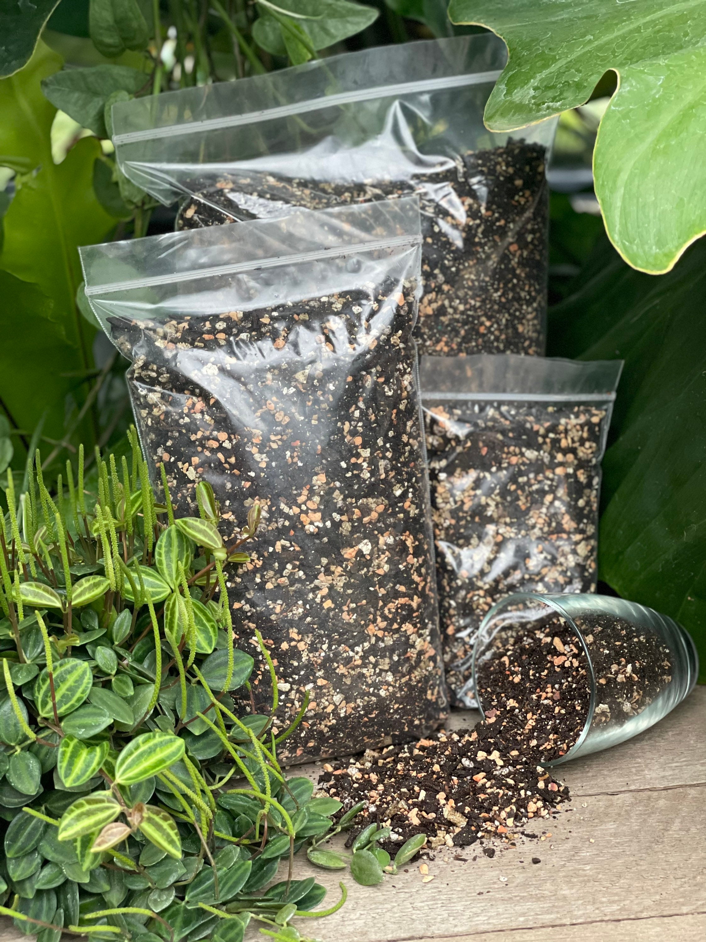 Peperomia Perfect Potting Blend Potting Mix for All Etsy