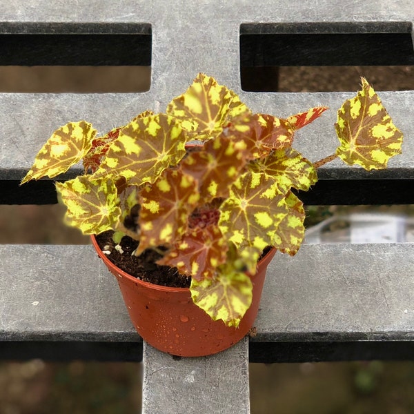 Eyelash Begonia | Begonia X ‘Tiger Paws’