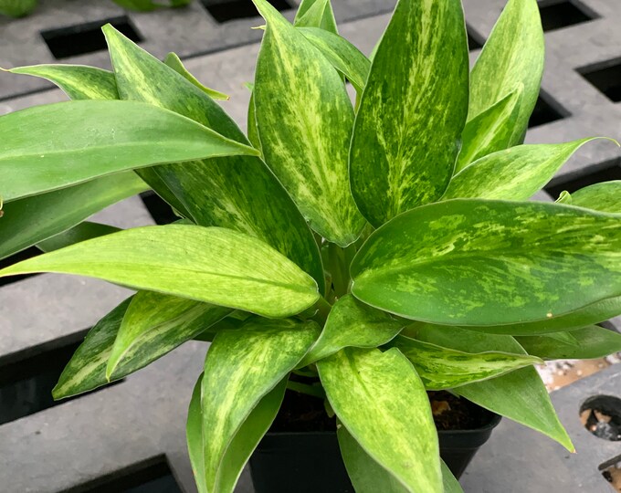 Variegated Philodendron pincushion Etsy