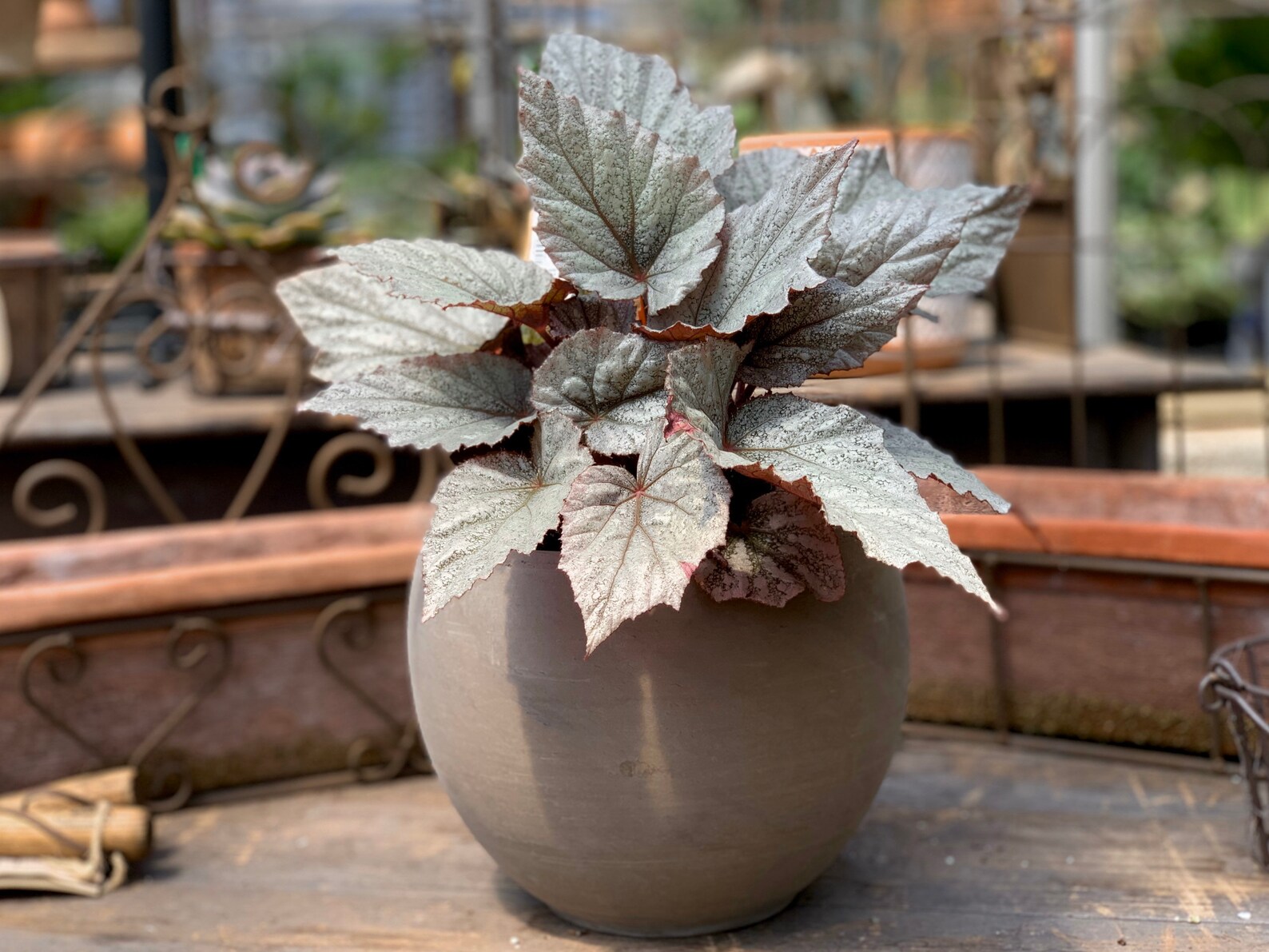 Begonia Rex Shadow King Cool White Etsy