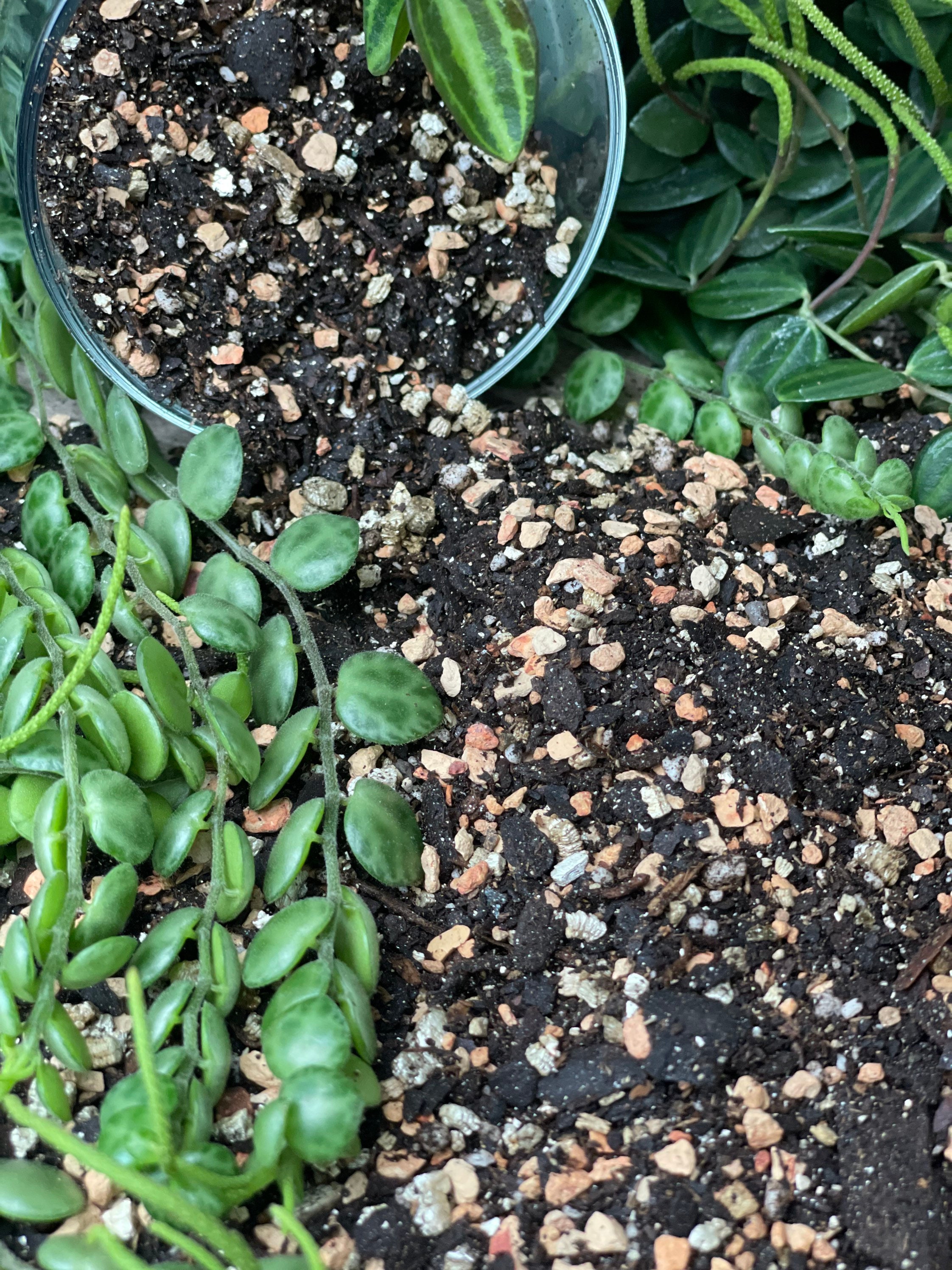 Peperomia Perfect Potting Blend Potting Mix for All Etsy