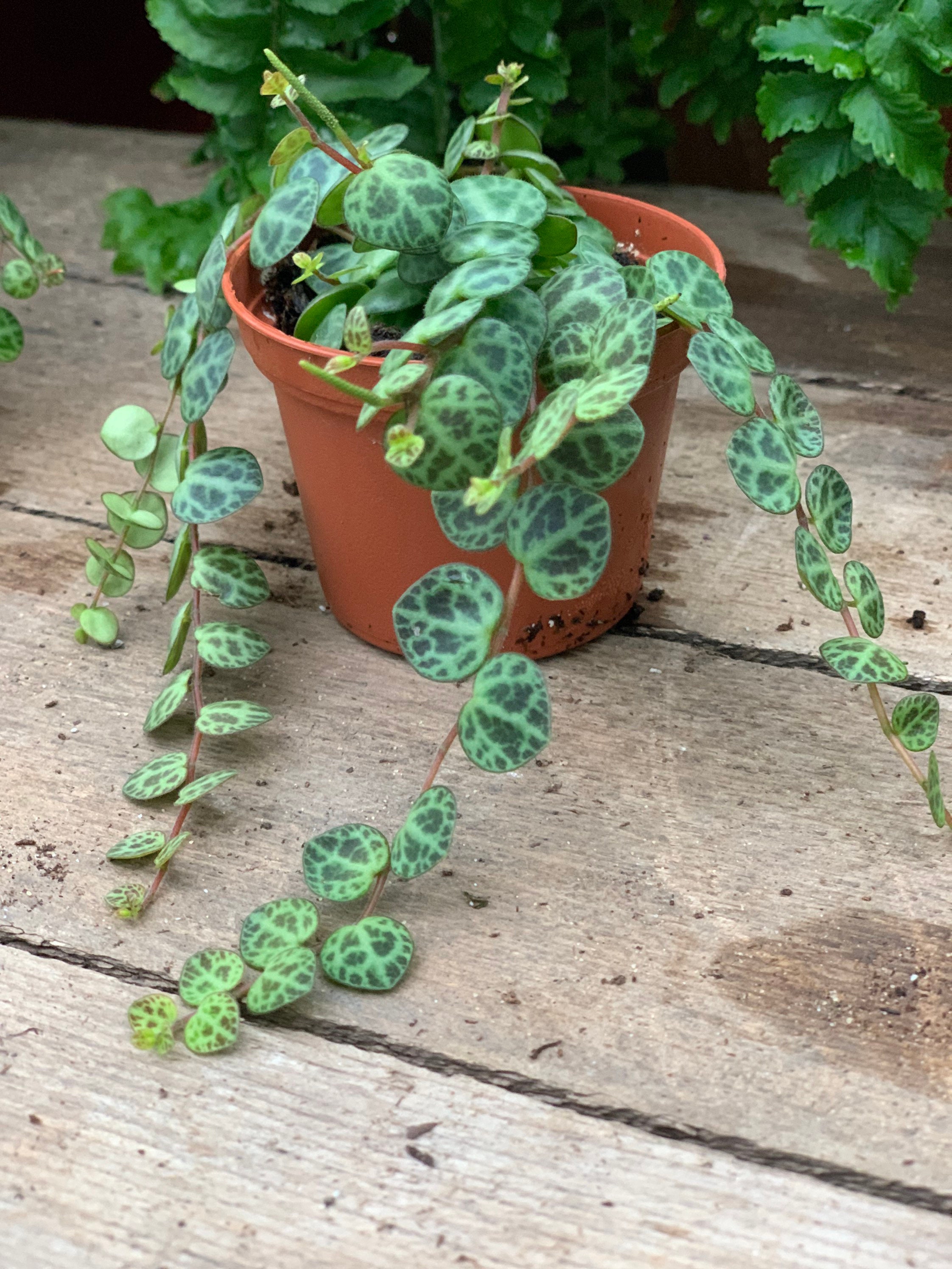 Peperomia prostrata | String of Turtles