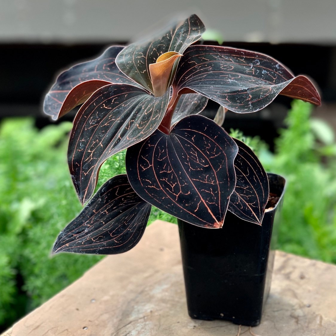 Anoectochilus chapaensis Large Jewel Orchid