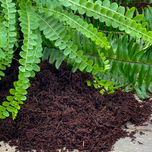 Tree Fern Substrate