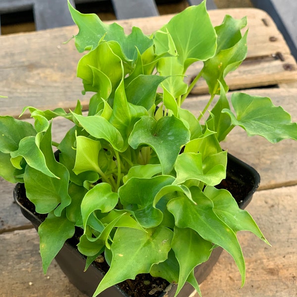 Philodendron Baby Hope | True Dwarf Variety