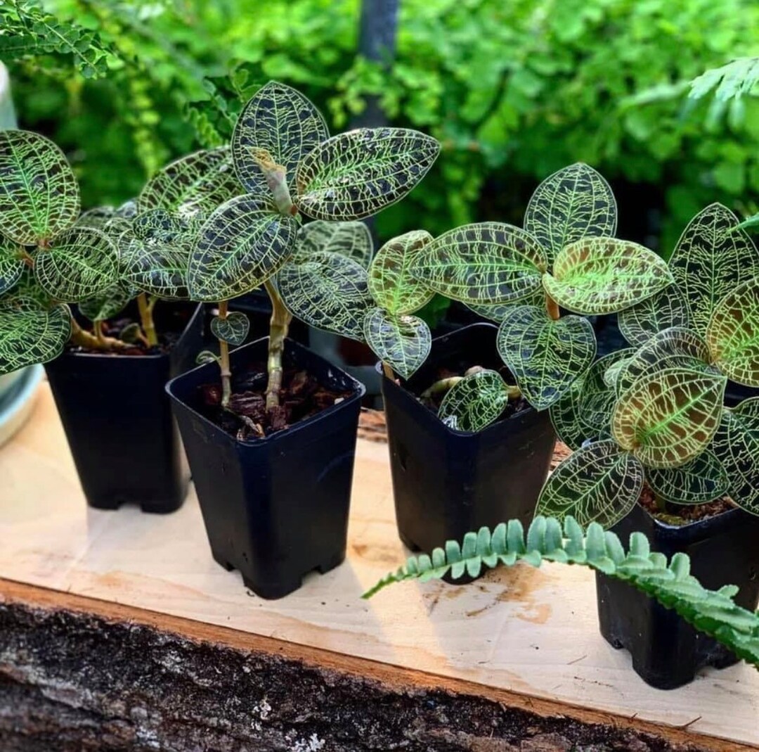 Jewel Orchid Perfect Potting Blend Potting Mix for All Etsy