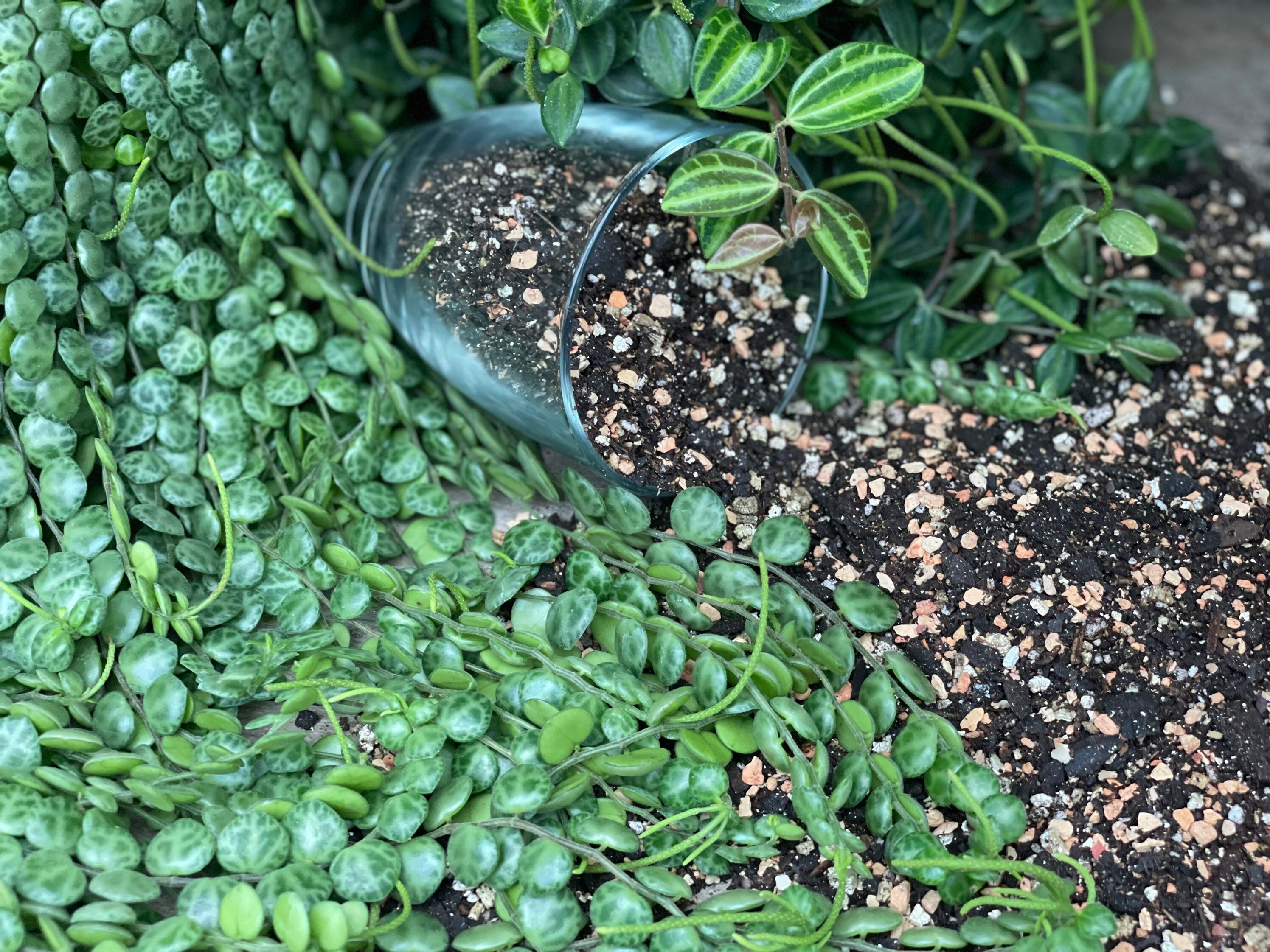 Peperomia Perfect Potting Blend Potting Mix for All Etsy