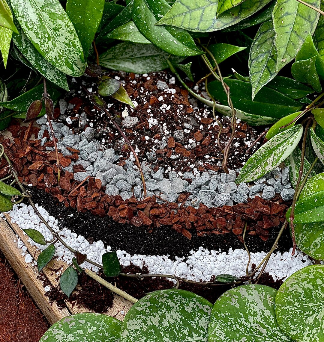 Hoya Perfect Potting Blend Potting Mix for All Hoya Varieties Etsy
