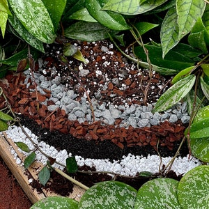 4e année Horticulture / Aroïde Vermiculite extra-grossière -  France