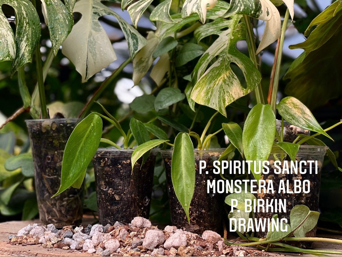 Philodendron spiritus scanti | Monstera Albo | Philodendron Birkin | …