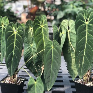 Anthurium Metallicum - Etsy Australia