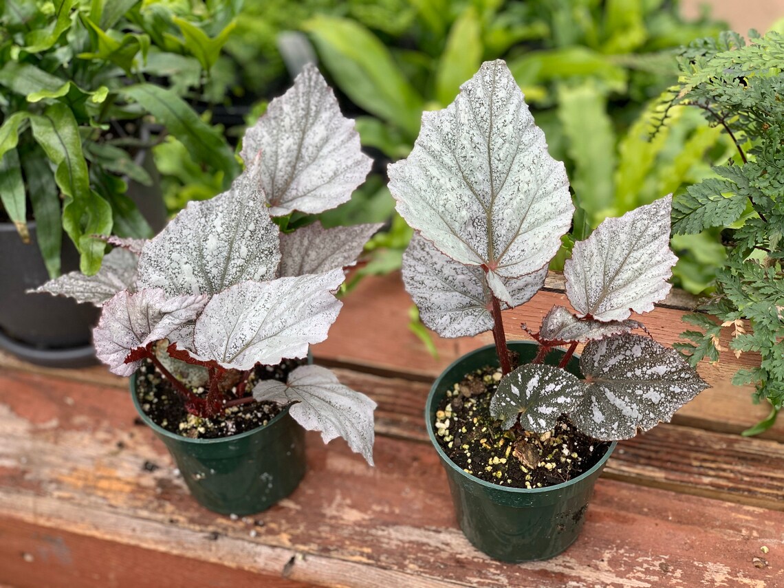 Begonia Rex Shadow King Cool White Etsy