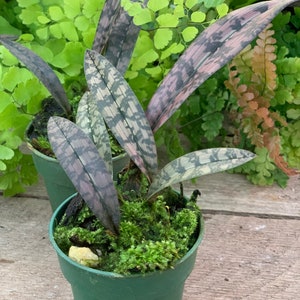 Oeceoclades Decaryana X Monophylla - Etsy