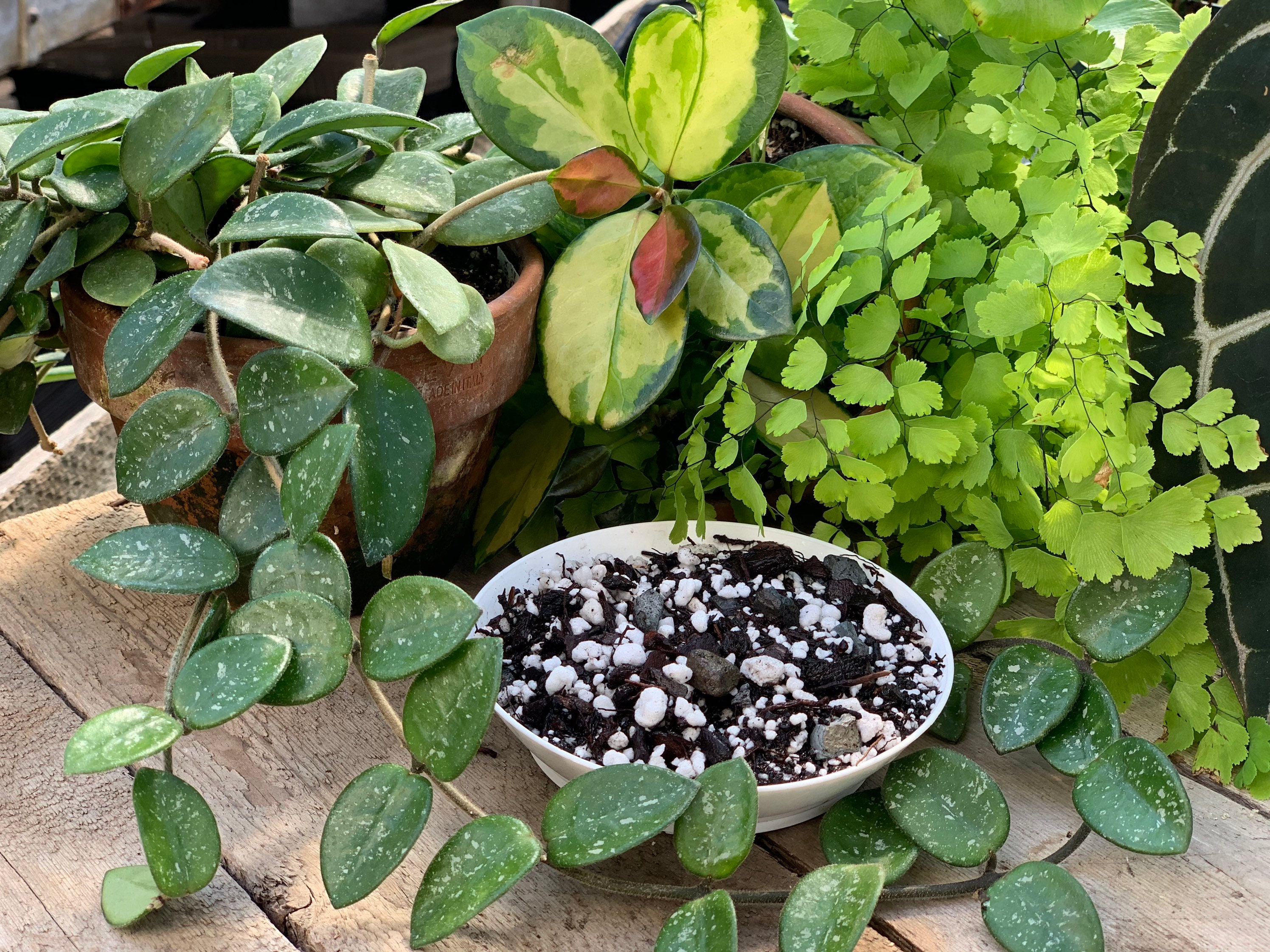 Hoya Perfect Potting Blend Potting Mix for All Hoya Etsy