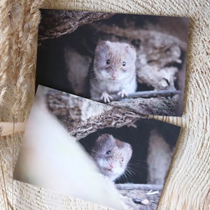 Fotodrucke "Maus", 2er Set Karten, 10x15 cm auf Recyclingpapier