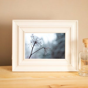 Fotodruck "Pflanze im Schnee", Karte, 10x15 cm auf Recyclingpapier