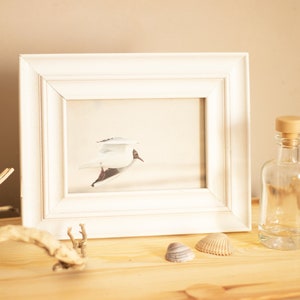 Fotodruck "Möwe im Flug", Karte, 10x15 cm auf Recyclingpapier