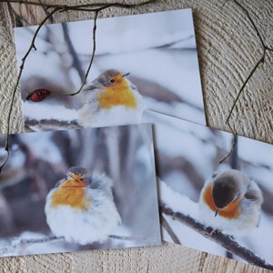 Fotodrucke "Rotkehlchen im Winter", 3er Set Karten, 10x15 cm auf Recyclingpapier