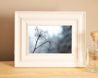 Fotodruck "Pflanze im Schnee", Karte, 10x15 cm auf Recyclingpapier