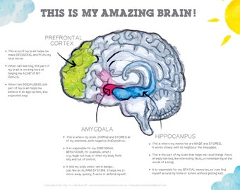 Limbiska systemet Poster – Barnhjärnans anatomi, Emotionell läskunnighet (Digital nedladdning)