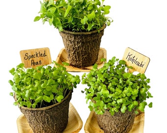 Organic Microgreens Container Garden Kit, Indoor Garden, Apartment Garden, Windowsill Garden, Ecofriendly Gift, Garden Gift, Easy Grow Kit