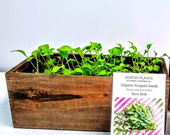 Organic Arugula Indoor Garden Kit, Ecofriendly Garden, Garden Gift, Foodie Gift, Seed Grow Kit, Window Planter Box, Apartment, Small Space