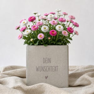 Könnte beinhalten: Ein quadratischer grauer Betonübertopf mit einer Ansammlung kleiner weißer und rosafarbener Gänseblümchen. Auf der Vorderseite des Übertopfs befindet sich der eingravierte Text DEIN WUNSCHTEXT über einem kleinen Herzsymbol, grüne Blätter sind sichtbar.