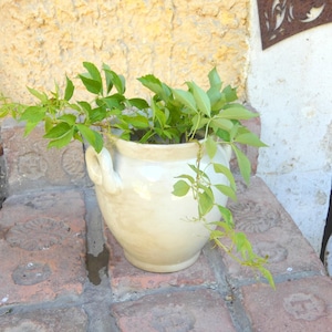 Può includere: Un vaso in ceramica color crema con due manici laterali, corpo arrotondato e bordo largo. Una pianta a foglie verdi con sottili viticci rampicanti cresce dall'interno del vaso, con steli che si estendono sui lati e sulla parte anteriore.