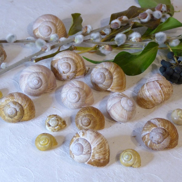 20 pcs. snail shells empty naturally cleaned DEKO Floristry