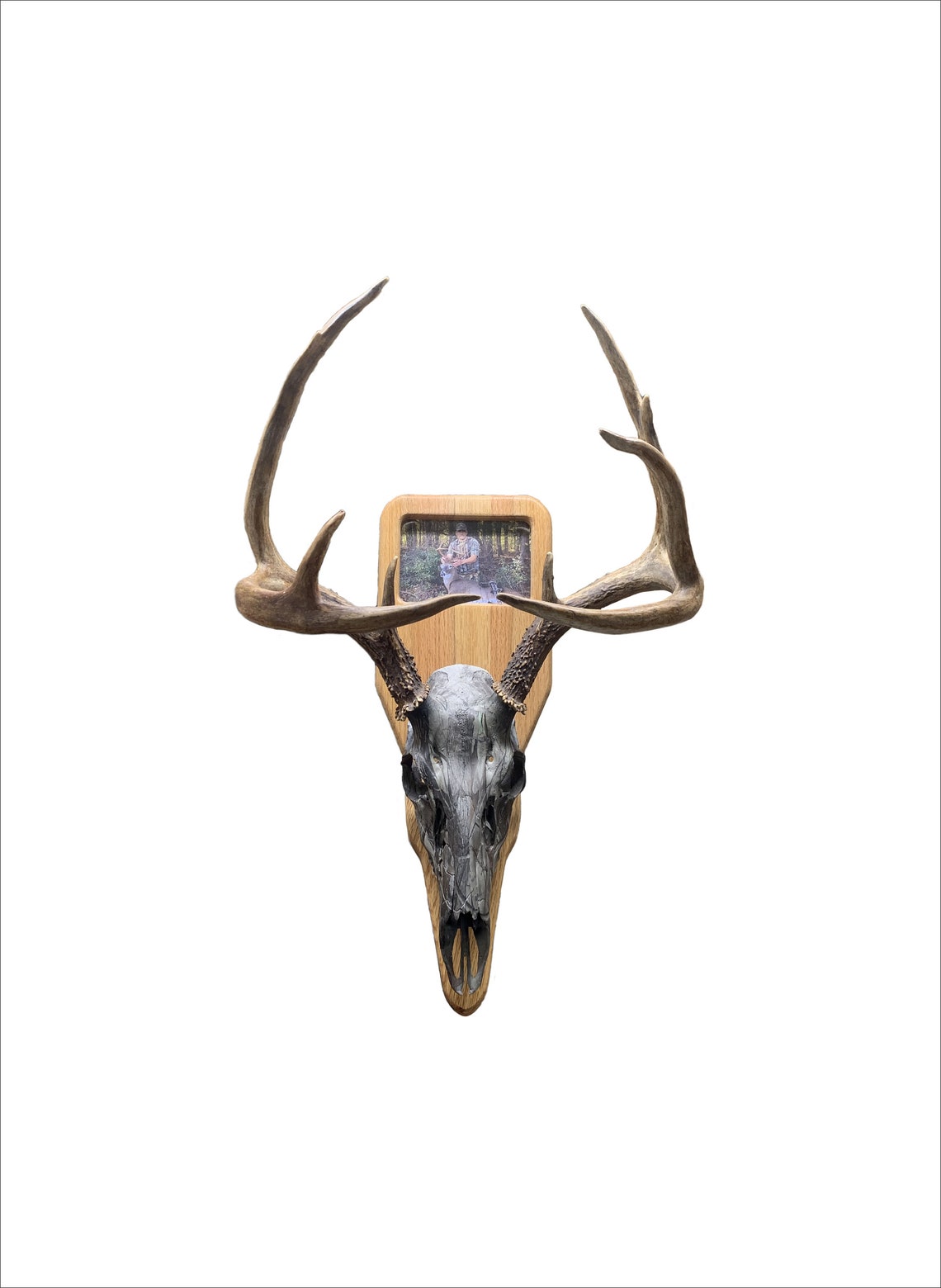 European Skull Deer Mount Picture Plaque AND Skull Plate Deer Etsy