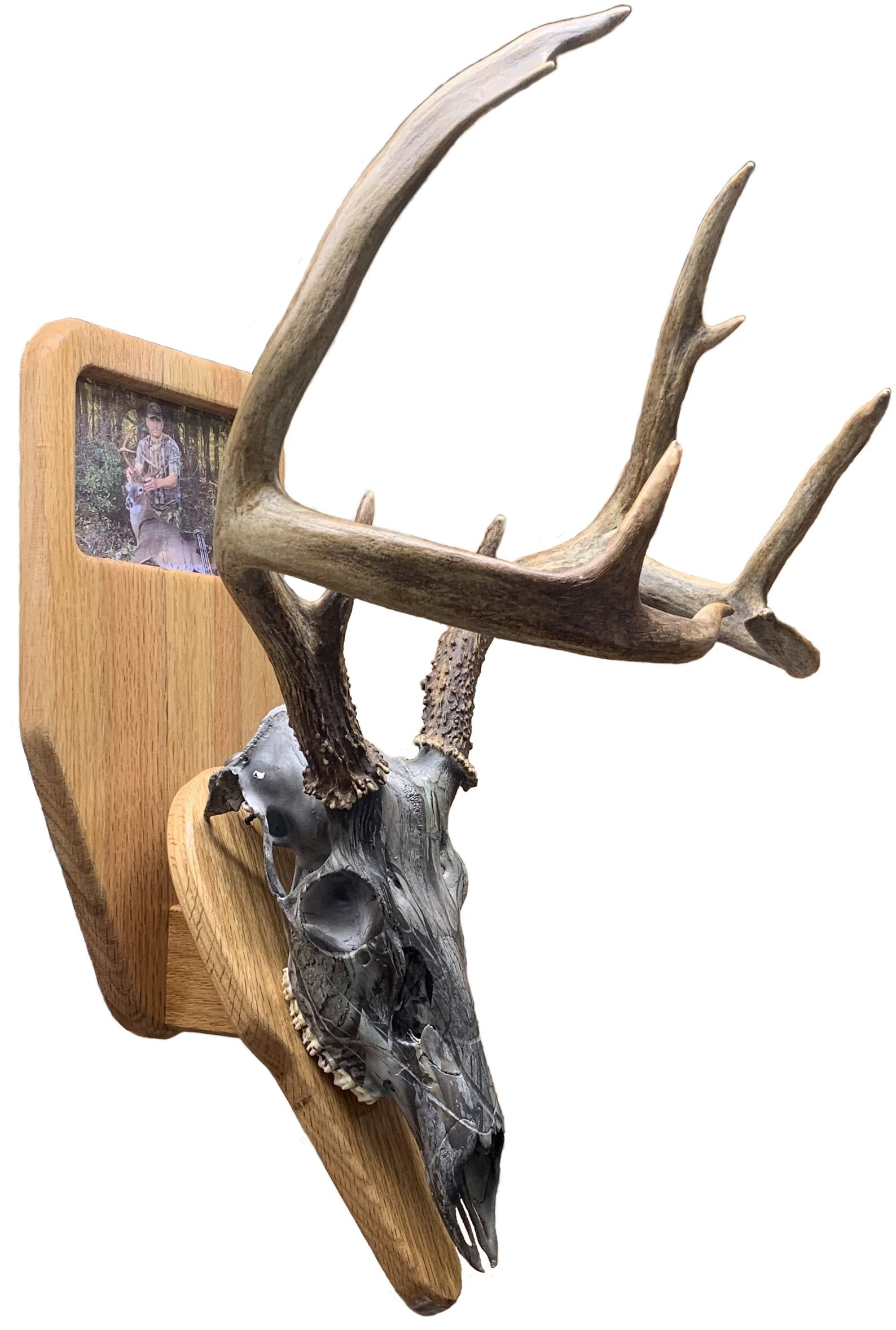 European Skull Deer Mount Picture Plaque AND Skull Plate Deer Etsy