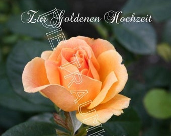 Goldene Hochzeit Karte "Rose goldgelb" TD0025