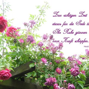 Karte"Rosen rosa lila 1 " T0036