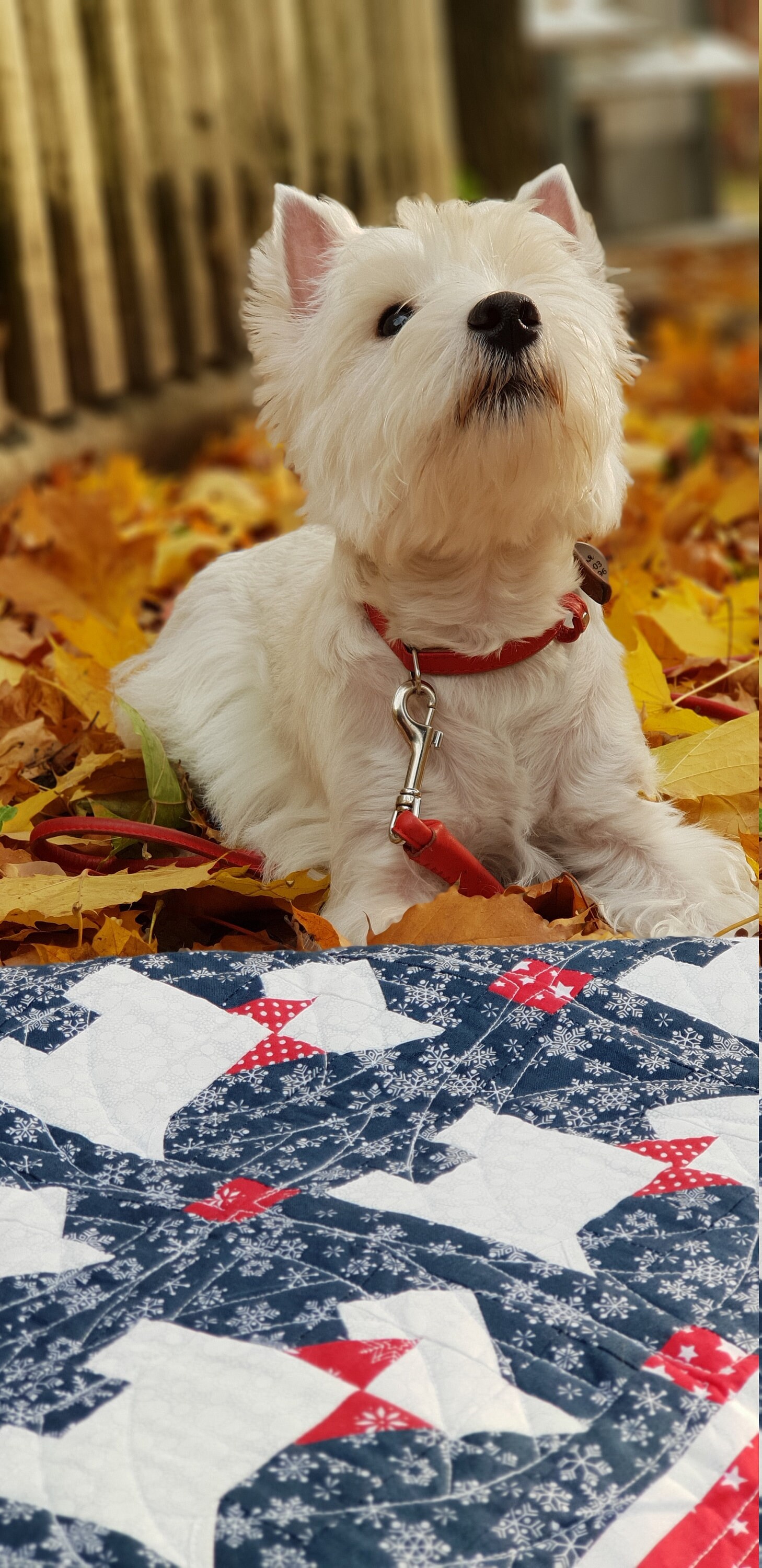 Quilt for sale Westie Blanket Throw Dog Lover Gift Dog Etsy