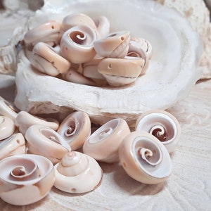 20x XXL Pearl SHELL Spiral Puka Shell