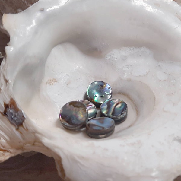 7x Paua Abalone Muschel Perlen rund ca. 10mm längsgebohrt